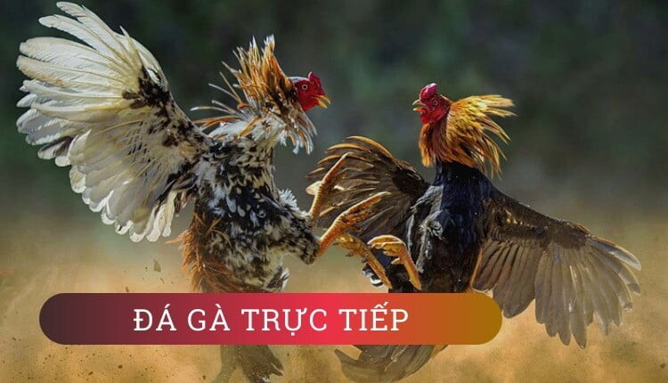 Daga678 hiện đã có vị thế khá vững trên thị trường cược đá gà online