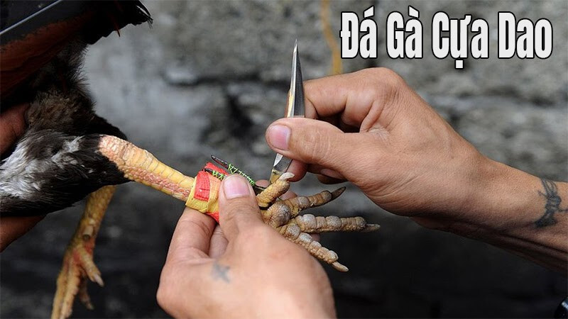 Đá gà cựa dao trực tiếp hôm nay có điểm gì thu hút? 5 Một số lưu ý khi cược đá gà cựa dao trực tiếp hôm nay