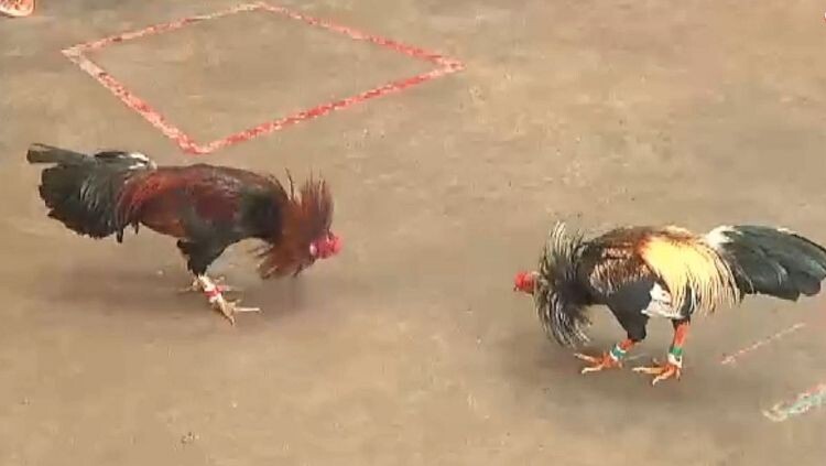 Live đá gà cựa dao hấp dẫn, kịch tính nhất tại SV388 9 Cơ hội chiến thắng lớn khi cá cược đá gà tại SV388