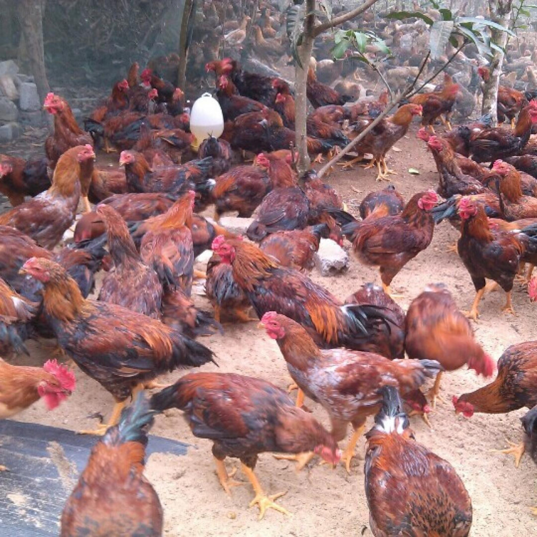Gà lai chọi sọc – Tìm hiểu thông tin về giống gà lai chọi sọc 4 Những đặc điểm của giống gà lai chọi sọc