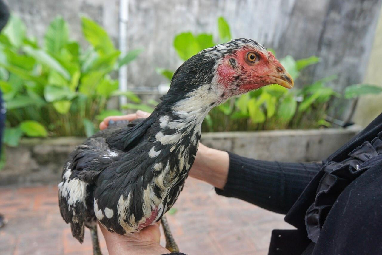 Bật mí cách chọn gà chọi mái để có chiến kê ưng ý 6 Những ưu điểm khi chọn được giống gà chọi mái tốt