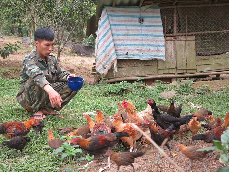 Cách nuôi gà rừng chuẩn nhất, ít bệnh, nhanh lớn 7 Có hai phương pháp nuôi gà rừng cơ bản