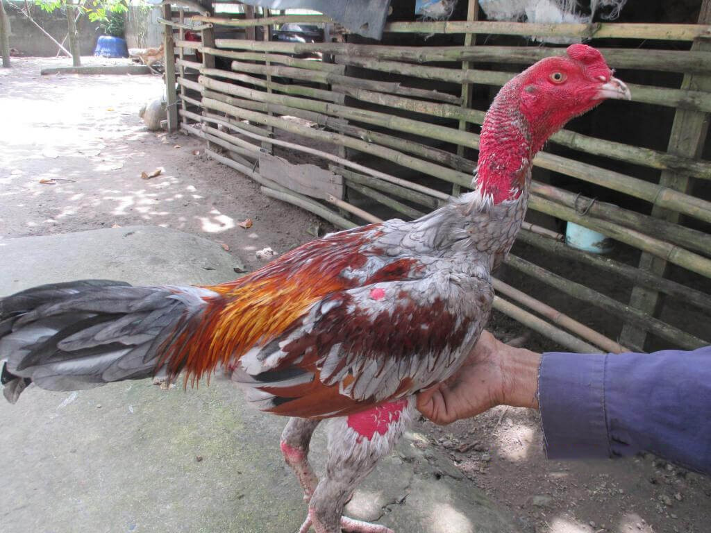"Có nên cho gà chọi uống nước đường?” - Giải đáp chi tiết 6 Khái niệm về gà chọi