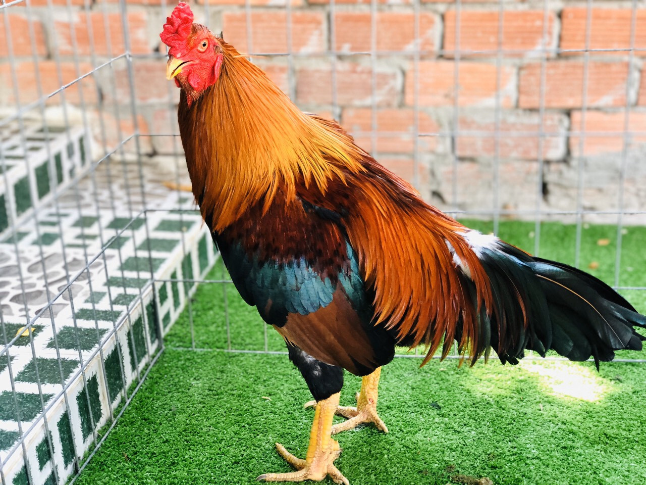 Cách chọn gà đá hay chắc chắn nhiều anh em sư kê chưa biết 8 Cách chọn gà đá thông qua dáng cánh gà mà anh em sư kê nên biết