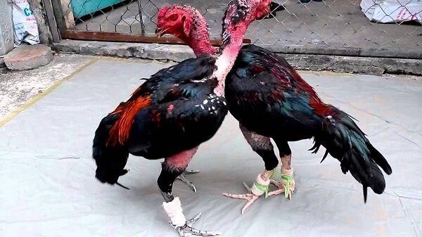 Cách nuôi gà đá bị rót hiệu quả cho các sư kê 4 Cách nuôi gà đá bị rót bằng việc luyện tập