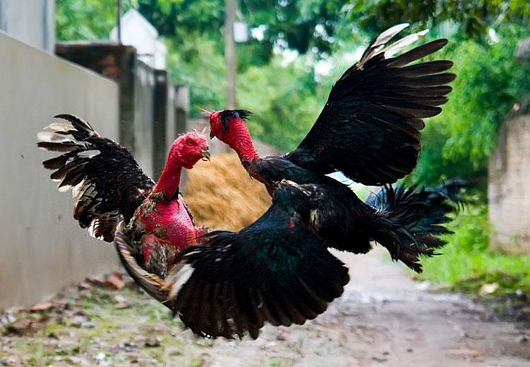 Hướng dẫn cách chăm sóc gà chọi trước khi đá từ chuyên gia 6 Tầm quan trọng của cách chăm sóc gà chọi trước khi đá