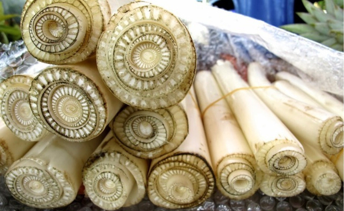 Gà ăn thân cây chuối - Chia sẻ cách cho gà ăn đúng cách 6 Trong thực tế liệu có nên cho gà ăn thân cây chuối thay thế cho rau, cỏ không?