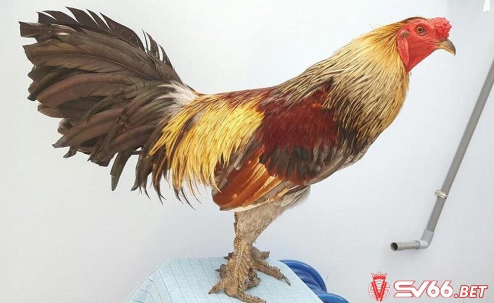 Vảy gà quý là gì và có những loại vảy nào? 5 Vảy gà quý là một trong những tiêu chí lựa chọn gà đá của các sư kê