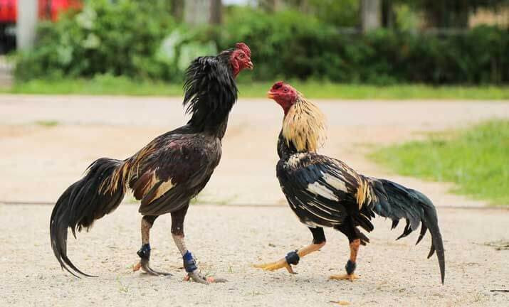 Chia sẻ bí quyết cách làm nước cho gà chọi cực chuẩn 8 Cách làm nước cho gà chọi trước khi chuẩn bị thả gà