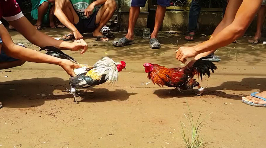 Cách nuôi gà đá tới pin như thế nào nhanh chóng và hiệu quả 11 Cần đảm bảo chế độ chăm sóc và luyện tập hợp lý