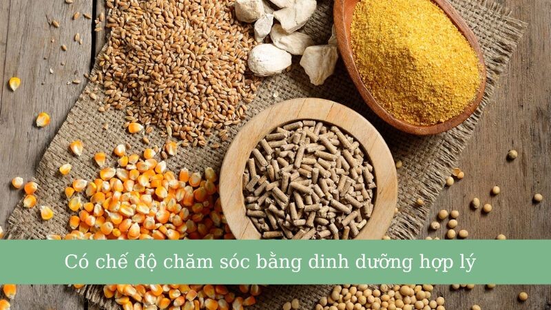 5+ cách làm gà chọi máu chiến chủ gà nên biết 7 Chế độ ăn có ý nghĩa quyết định giúp gà chiến ác liệt hơn