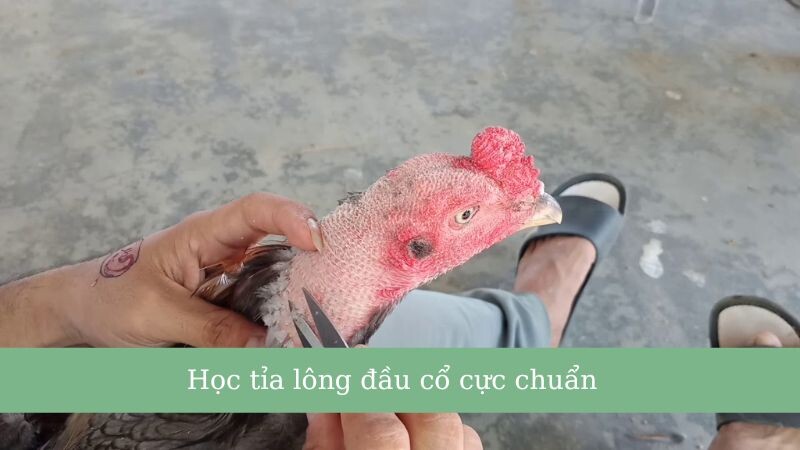 Hướng dẫn cắt tỉa lông gà đá đỉnh nhất 2025 5 Học tỉa lông đầu cổ cực chuẩn cho chiến kê