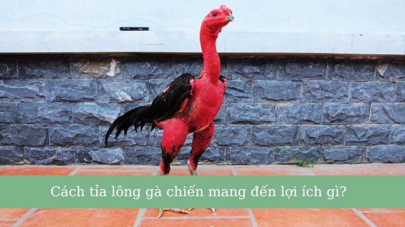 Hướng dẫn cắt tỉa lông gà đá đỉnh nhất 2025 6 Lý do nên cắt tỉa lông gà đá