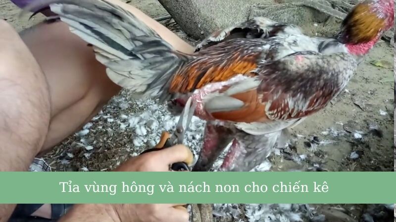 Hướng dẫn cắt tỉa lông gà đá đỉnh nhất 2025 8 Tỉa lông vùng hông & nách non sao cho đúng?