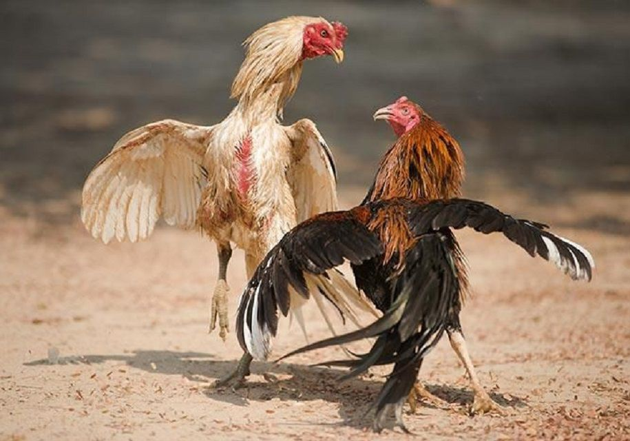Giải đáp một số câu hỏi liên quan tới cách lai giống gà đá cựa