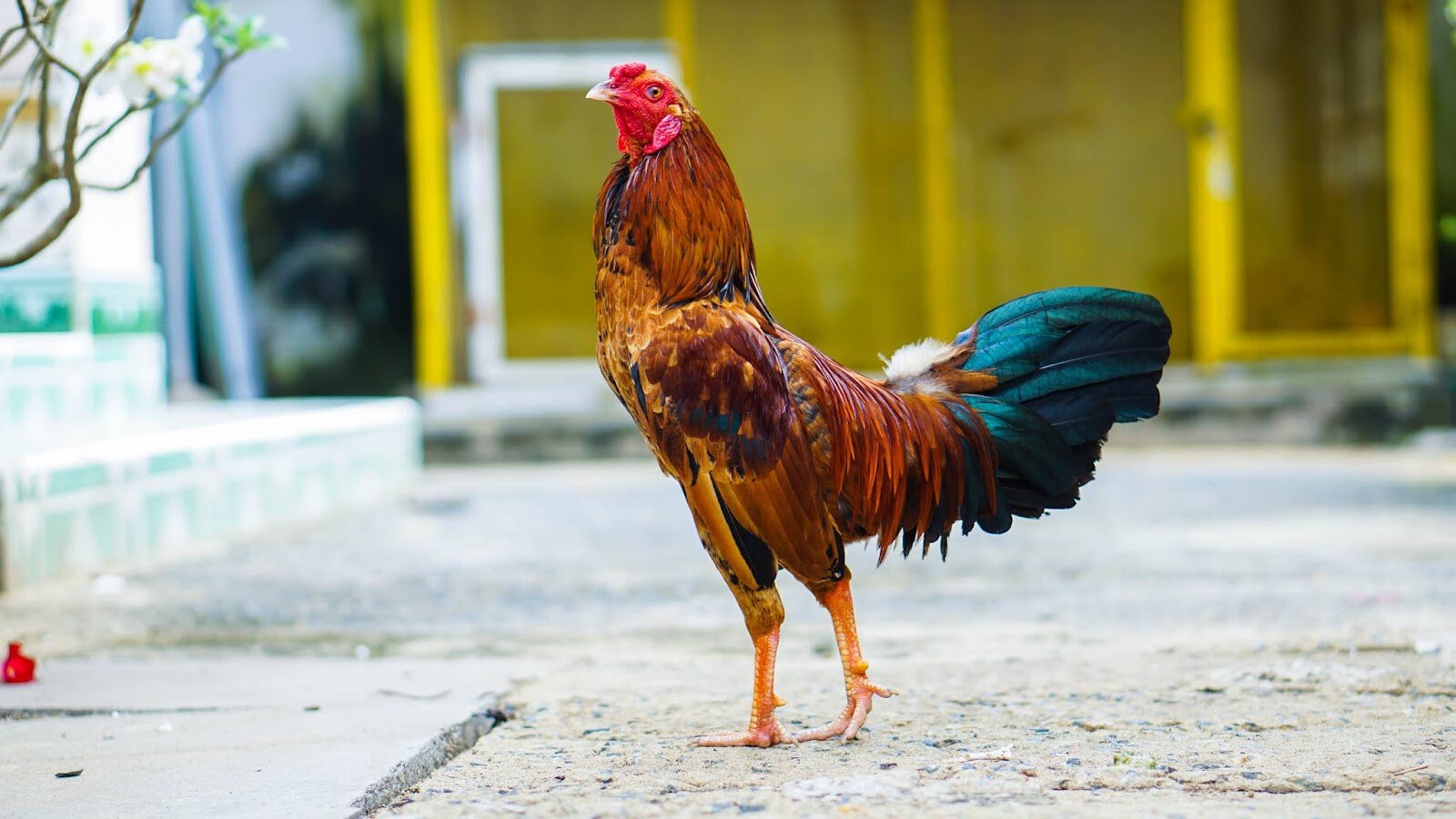 Hướng dẫn cách chữa gà há miệng thở nên biết 4 Cần chăm sóc và thực hiện biện pháp phòng bệnh cho gà đầy đủ