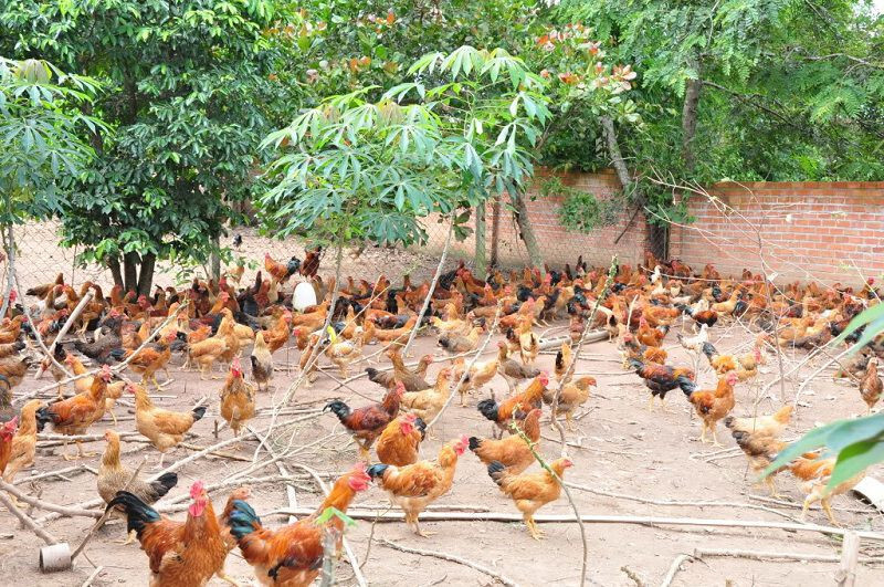 Cách nuôi gà đá thả vườn lớn nhanh, ít bệnh 5 Thức ăn rất quan trọng trong cách nuôi gà đá thả vườn
