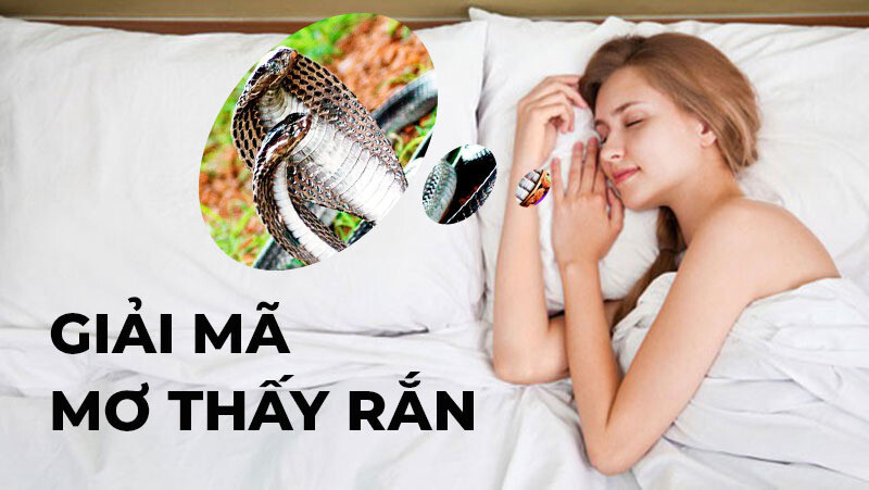 Giải mã nằm mơ thấy rắn đầy đủ từ chuyên gia sổ mơ 9 Image 3