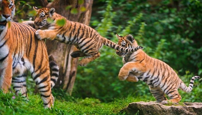 Mơ thấy hổ đang nhảy