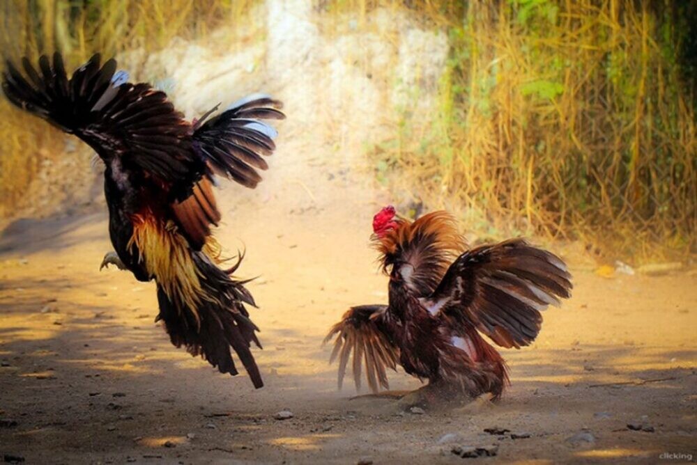 Khả năng ra đòn của linh kê